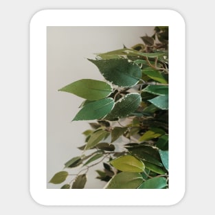 green leaves, leaf, nature, Natural, plant Sticker